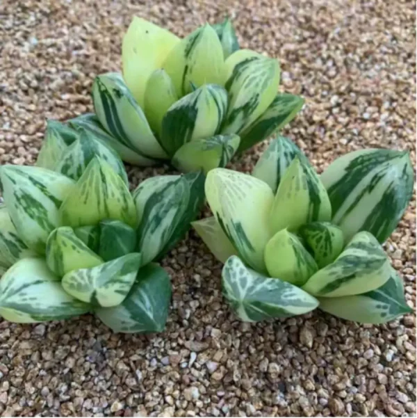 1756114747-1-2619.webp Haworthia baocao variegated - Image 1