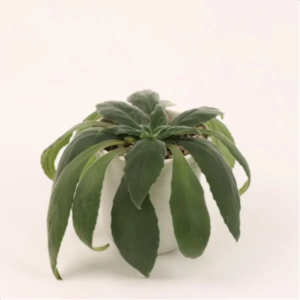 1756114748-1-2618.webp Euphorbiaceae Primulina leeii - Image 1