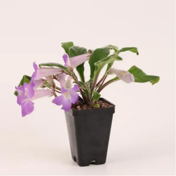 Euphorbiaceae Primulina longii - Image 1