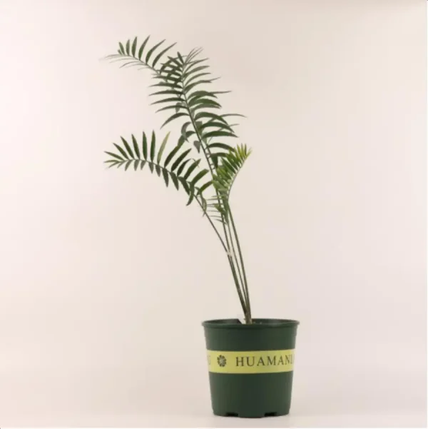 Euphorbiaceae Encephalartos ferox - Image 1