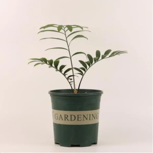 Euphorbiaceae Encephalartos Munchii 44.7/CM - Image 1