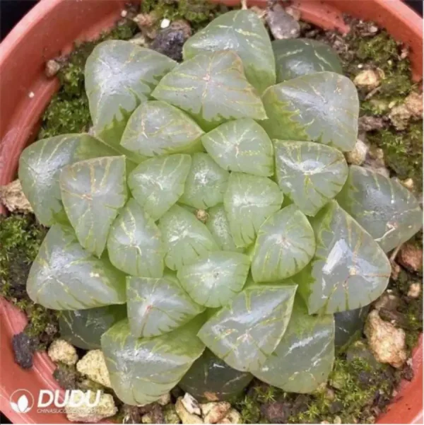 1756114755-1-2613.webp Haworthia cooperi var.truncata - Image 1