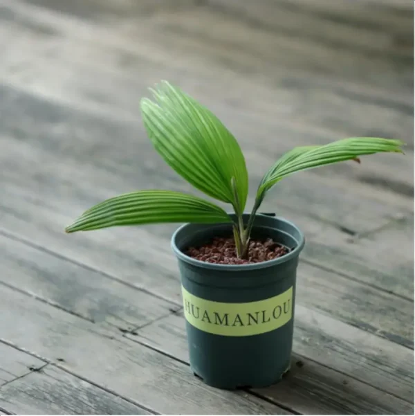 Euphorbiaceae Kerriodoxa elegans - Image 1