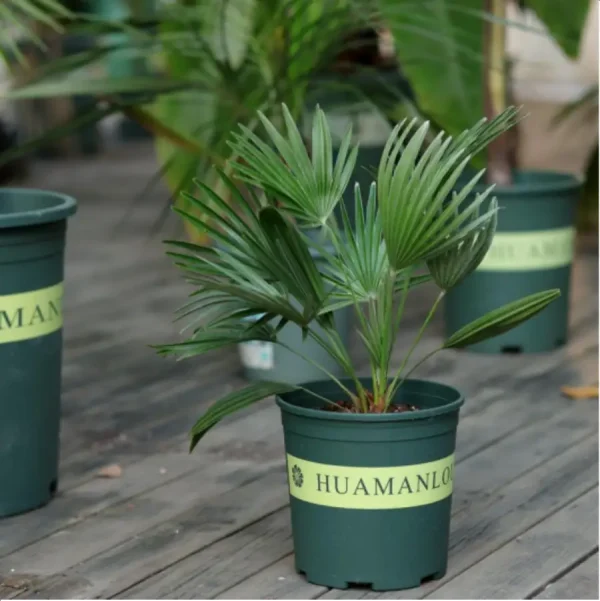 Euphorbiaceae Hamaerops humilis Vulcano - Image 1