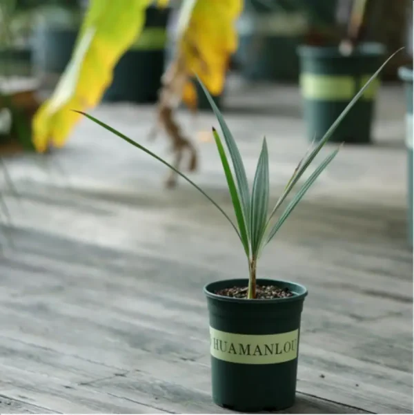 Euphorbiaceae Brahea armata - Image 1