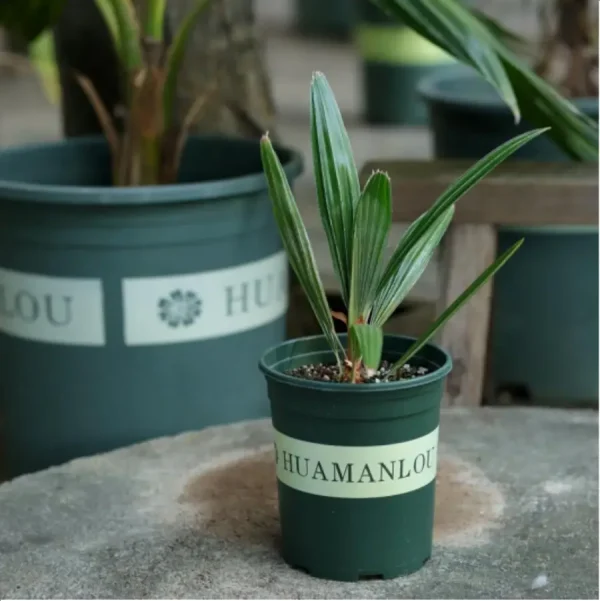 Euphorbiaceae Rhapidophyllum hystrix - Image 1