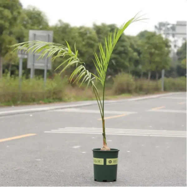 Euphorbiaceae Gaussia gomez-pampae - Image 1