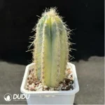 Cactus-Blue Pillar Variegated