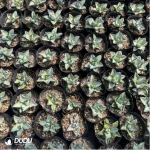 Agave Titanota Gentry Blue