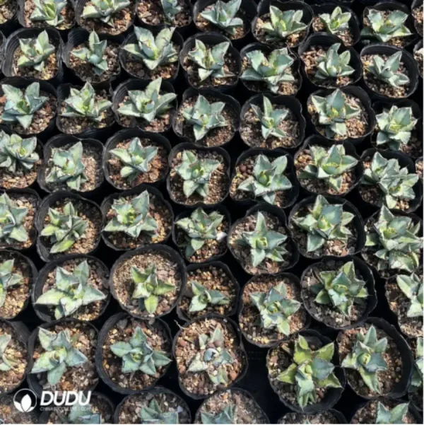 Agave Titanota Gentry Blue - Image 1