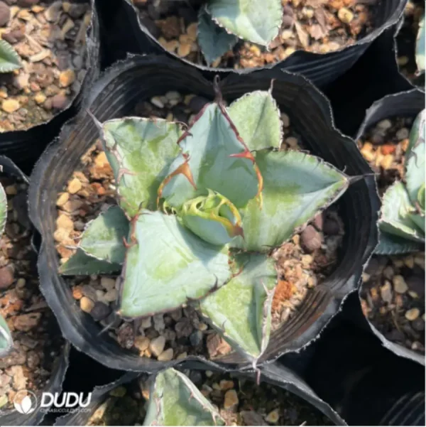 Agave Titanota Gentry Blue - Image 3