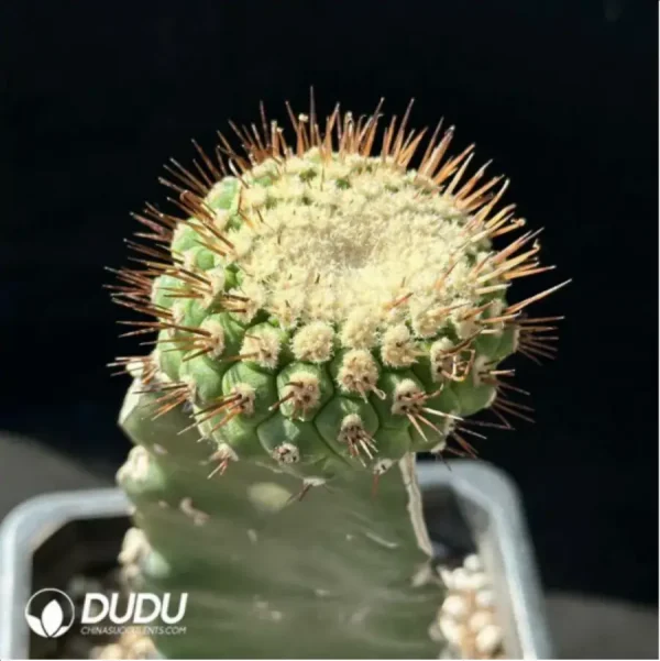 Cactus-Grafted Copiapoa Cinerea - Image 1