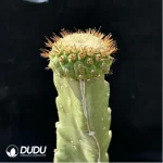 Cactus-Grafted Copiapoa Cinerea - Image 2