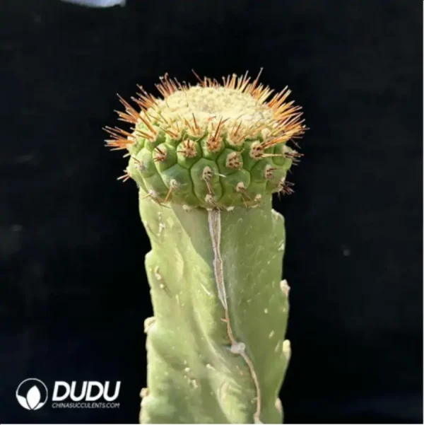 Cactus-Grafted Copiapoa Cinerea - Image 2