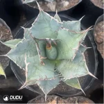 Agave Blue Helix - Image 3