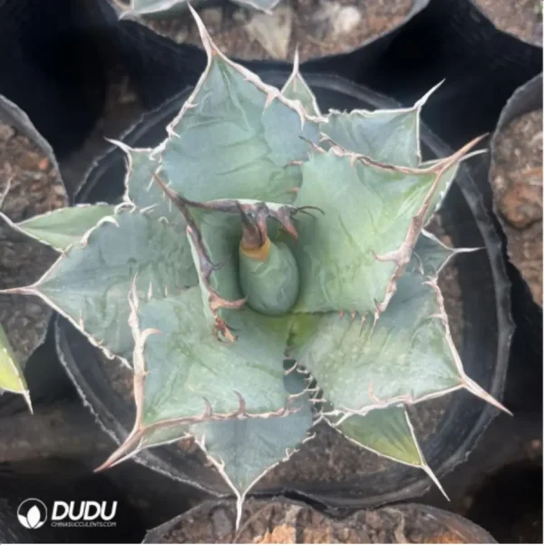 Agave Blue Helix - Image 3