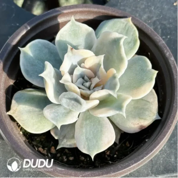 1756114776-1-2582.webp Echeveria lilacina Kimnach & Moran Variegated - Image 1