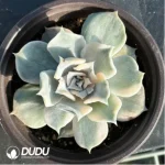 Echeveria lilacina Kimnach & Moran Variegated - Image 3