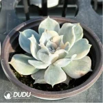 Echeveria lilacina Kimnach & Moran Variegated - Image 4