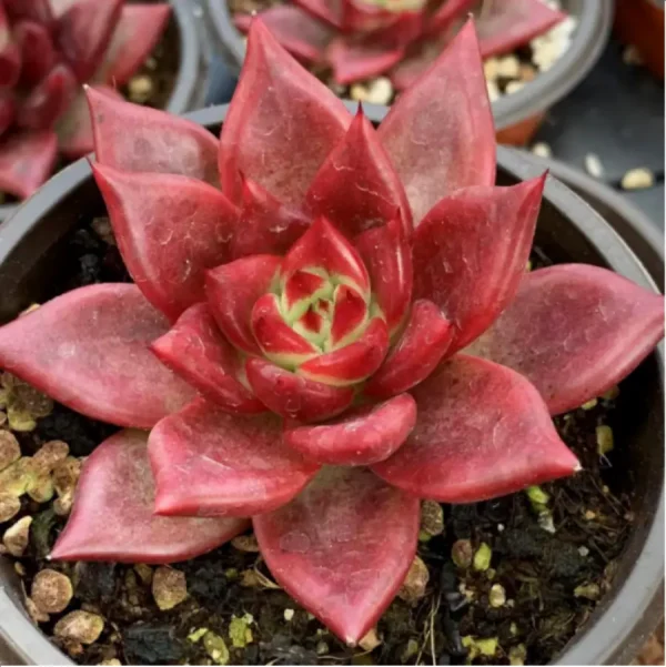 Echeveria Romeo Rubin - Image 1