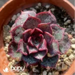 Echeveria Longissima