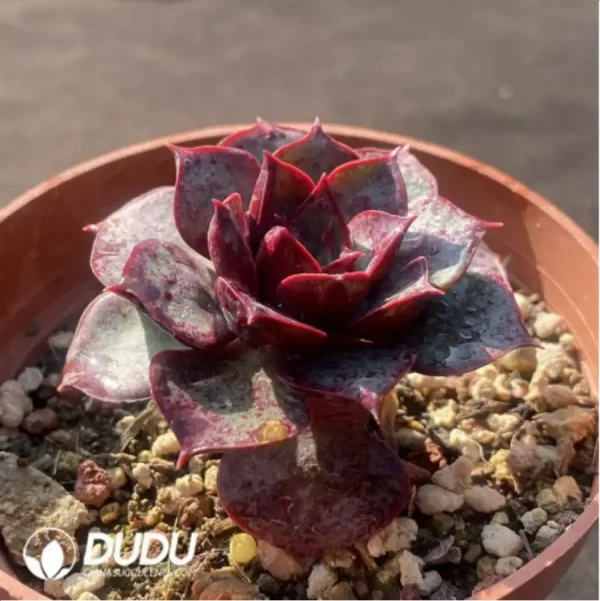 Echeveria Longissima - Image 2