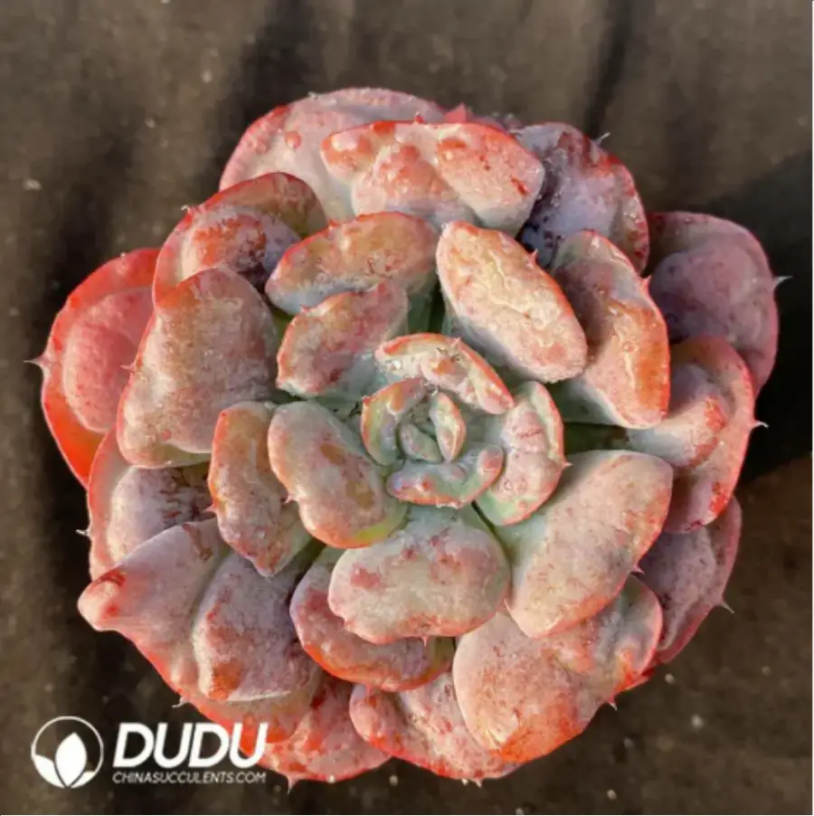 1756114782-1-2977.webp Echeveria Pagoda - Image 1
