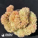 Echeveria Fendi Cristata