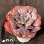 Echeveria Pagoda - Image 2