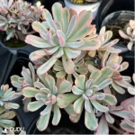 Echeveria Hoveyi variegate Clustering