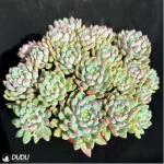 (Scattered)Sedum Blue Elf Clustering - Image 2