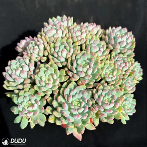 (Scattered)Sedum Blue Elf Clustering - Image 2
