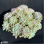 (Scattered)Sedum Blue Elf Clustering - Image 3