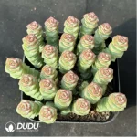 (Scattered)$3.1*6Pcs Crassula Jade Necklace