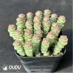 (Scattered)$3.1*6Pcs Crassula Jade Necklace - Image 2