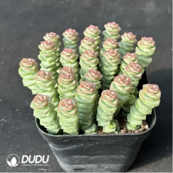 (Scattered)$3.1*6Pcs Crassula Jade Necklace - Image 2