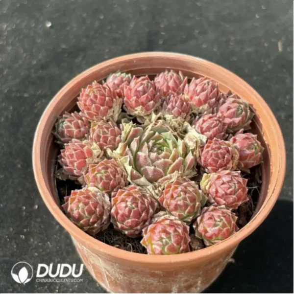 Sempervivum Sempervivum Edward Ball(Scattered Clustering) - Image 1