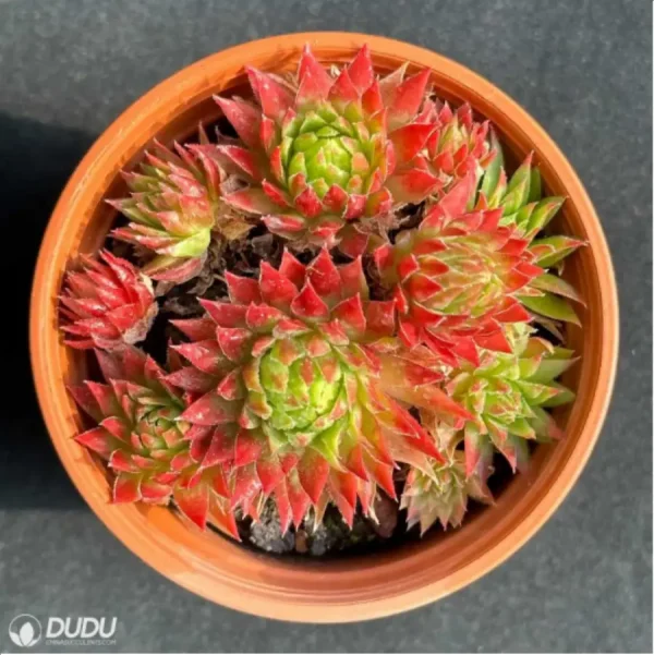 Sempervivum Sempervivum Orange Ball(Scattered Clustering) - Image 1
