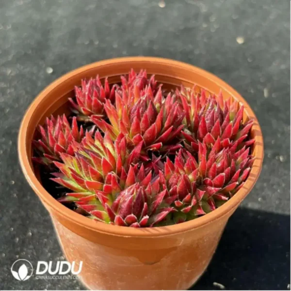 Sempervivum Sempervivum Orange Ball(Scattered Clustering) - Image 2