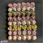 DUDU 48PCS Random Collocation-5