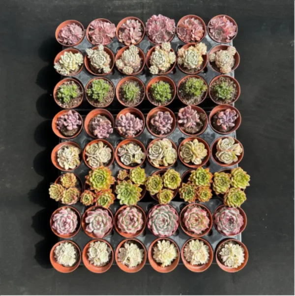 DUDU 48PCS Random Collocation-5 - Image 2