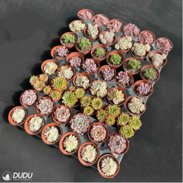 DUDU 48PCS Random Collocation-5 - Image 4