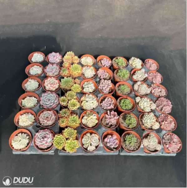 DUDU 48PCS Random Collocation-5 - Image 5