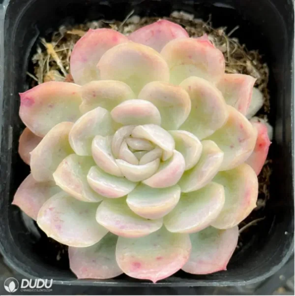 1756114805-1-2554.webp Echeveria Ice Berry - Image 1