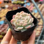 Echeveria Ice Berry - Image 2