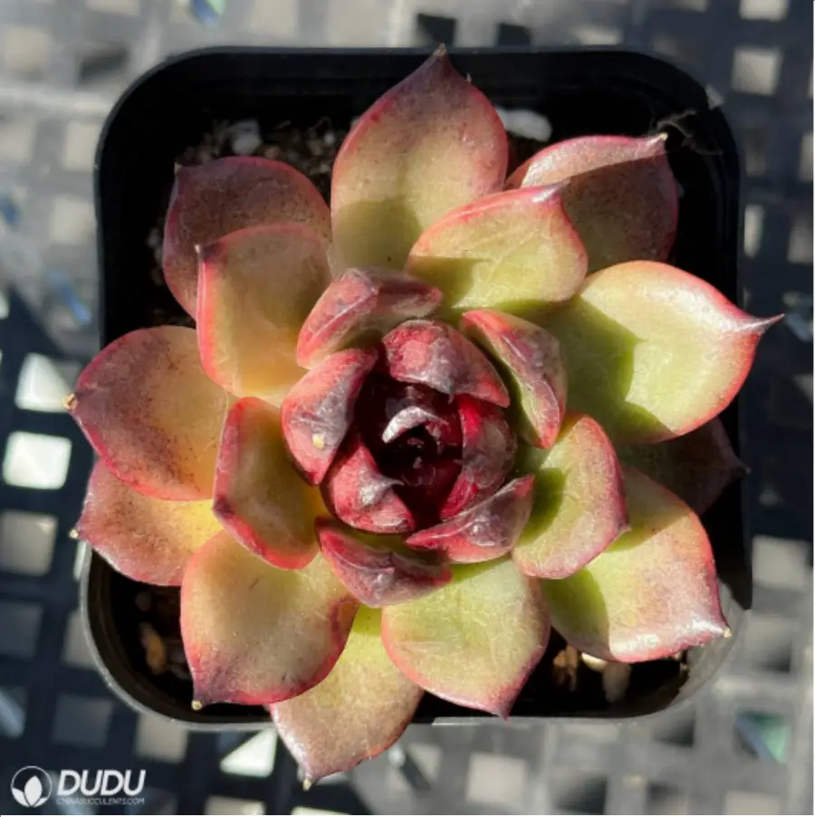 1756114809-1-2550.webp Red mangosteen - Image 1