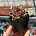 Red mangosteen - Image 2