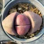 Lithops Pleiospilos nelii Schwantes purple