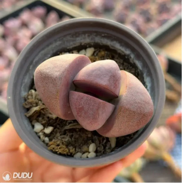 Lithops Pleiospilos nelii Schwantes purple - Image 2