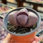 Lithops Pleiospilos nelii Schwantes purple - Image 3